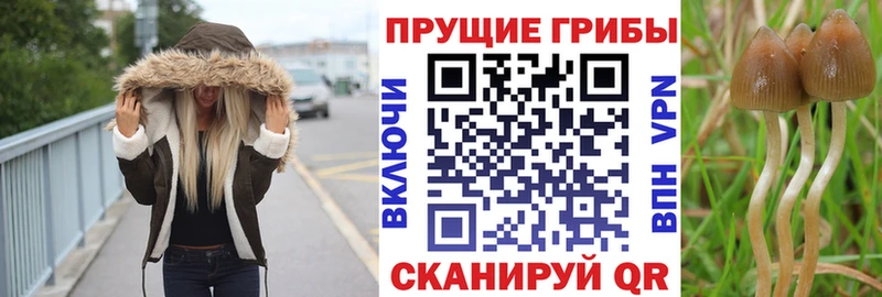 где купить наркоту Новопавловск Псилоцибиновые грибы Magic Shrooms